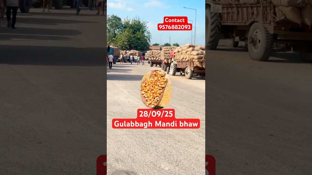 Gulabbagh Mandi bhaw 🌽 #mandibhav #mandibhavtoday #mandi #maize #kisan #purnia #shorts #makka #new