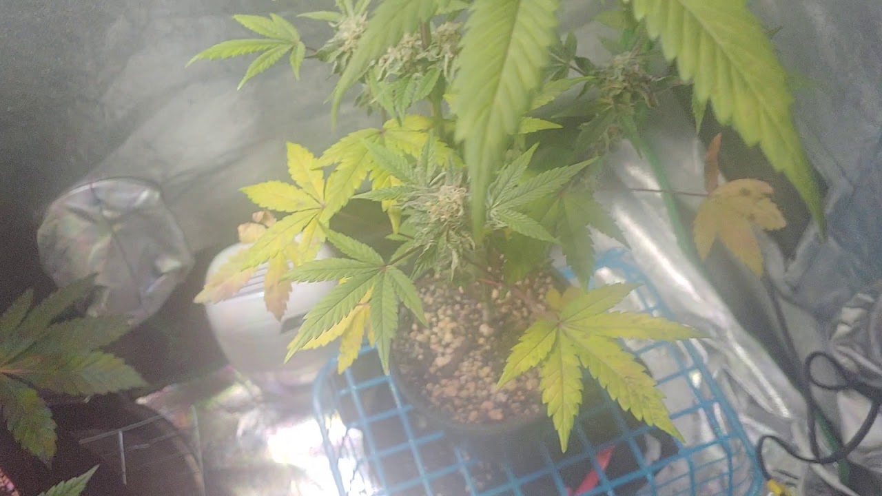 Flowering week 7 update