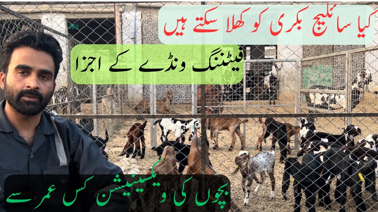 Answers of your questions.  Silage, Fattening Wanda, Kids Vaccination.