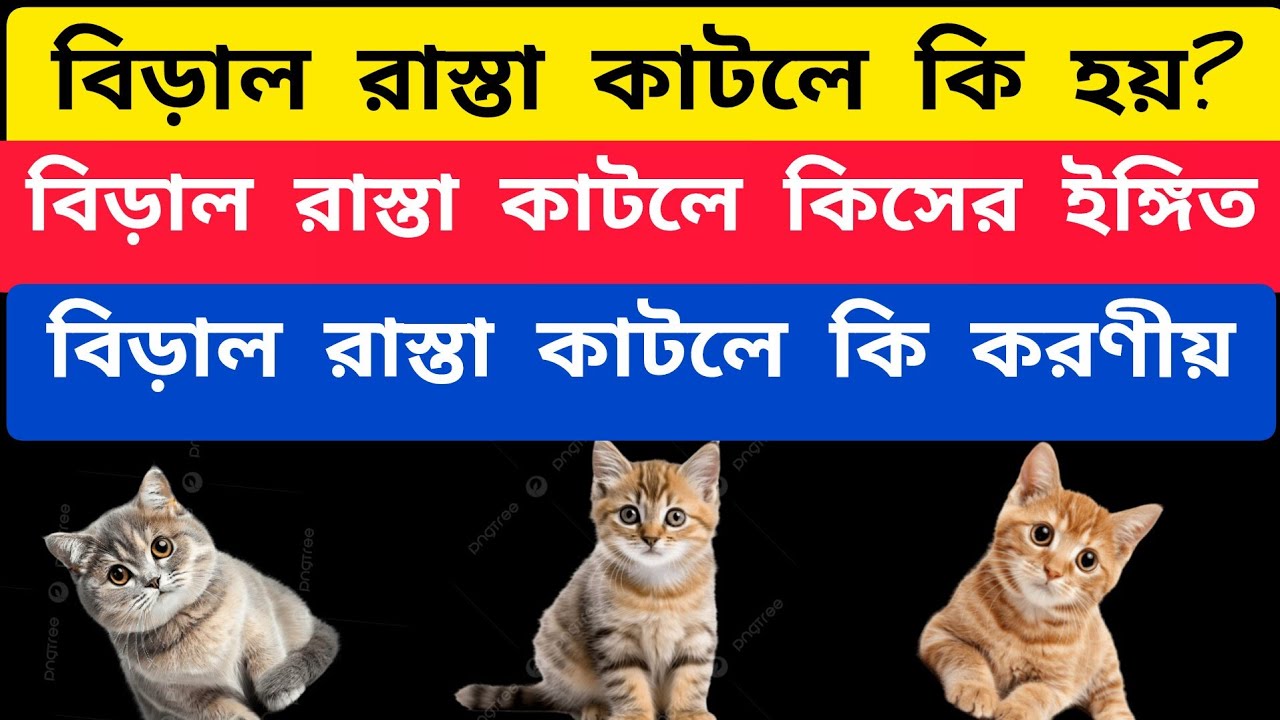 বিড়াল রাস্তা কাটলে কি হয়? | বিড়াল রাস্তা কাটলে কিসের ইঙ্গিত | বিড়াল রাস্তা কাটলে কি করণীয়