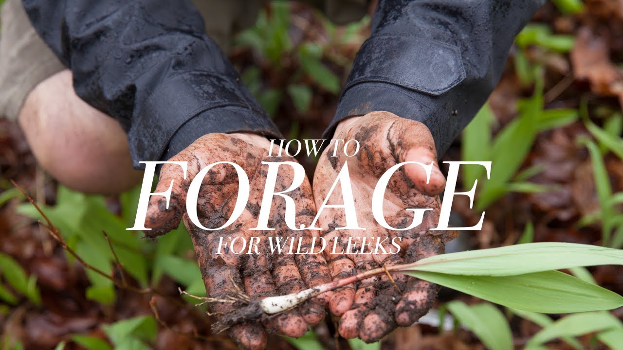 Foraging for Wild Leeks with Chef Shawn Adler