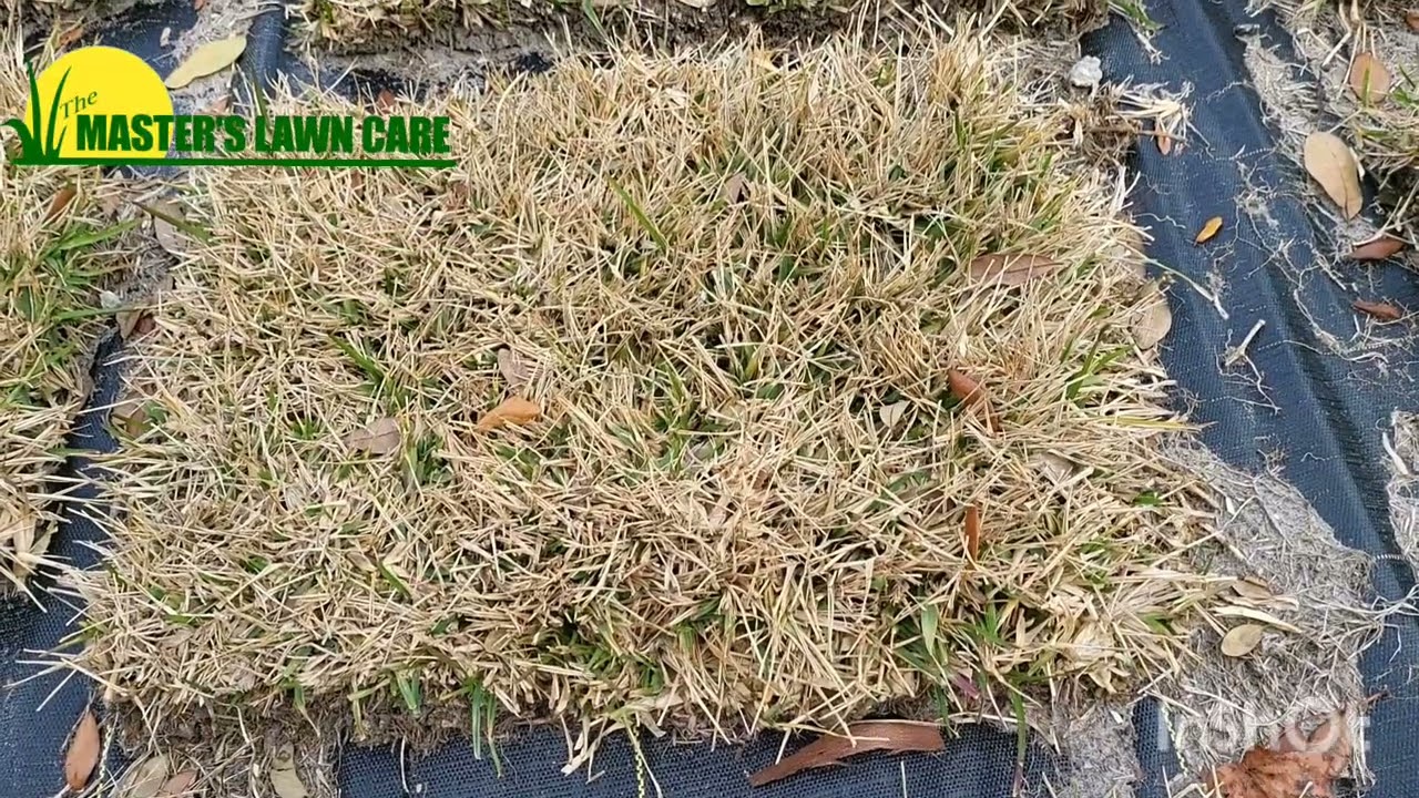 Why is my St. Augustine lawn brown in winter?
