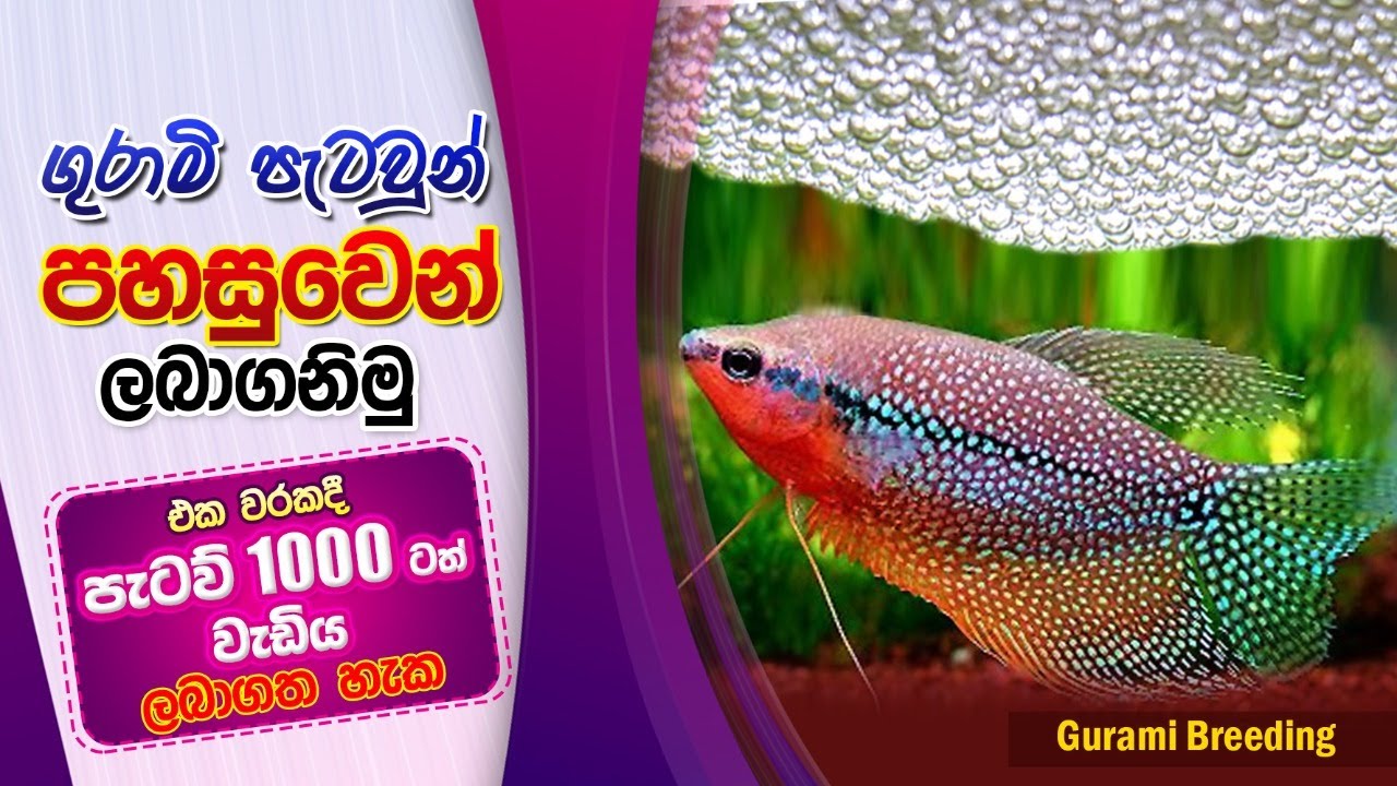 ගුරාමි පැටවුන් පහසුවෙන් ලබාගැනීම. Gurami Breeding.BST Saman, Biosystems Technology,Fish breading