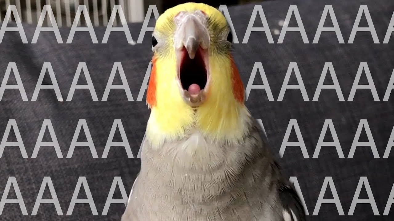 Chatty Birb Has Lots to Say