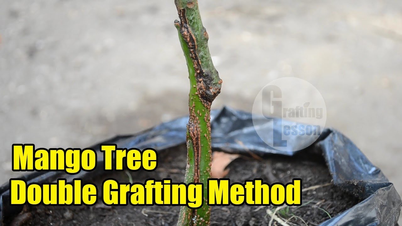 Mango tree double root grafting method