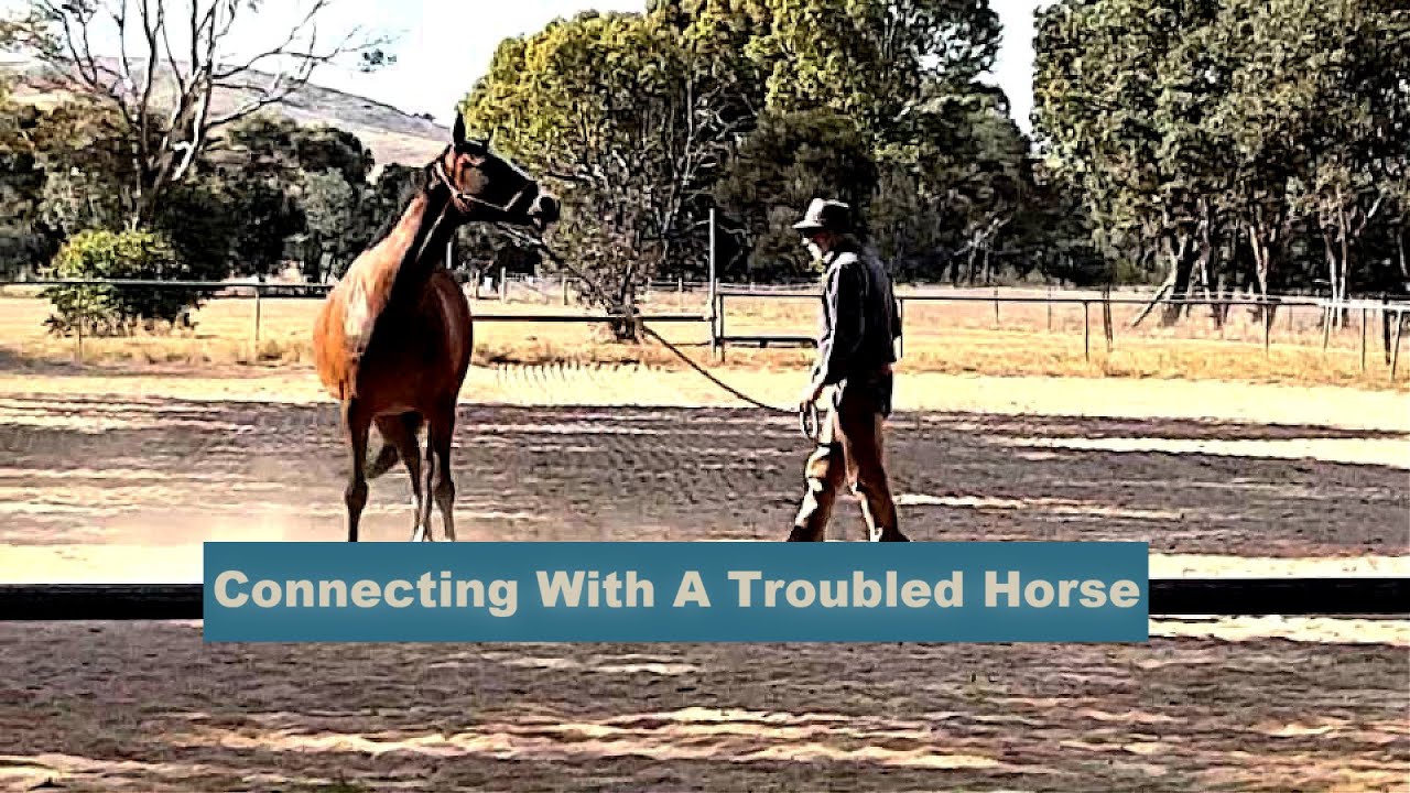Building A Connection With A Troubled Horse