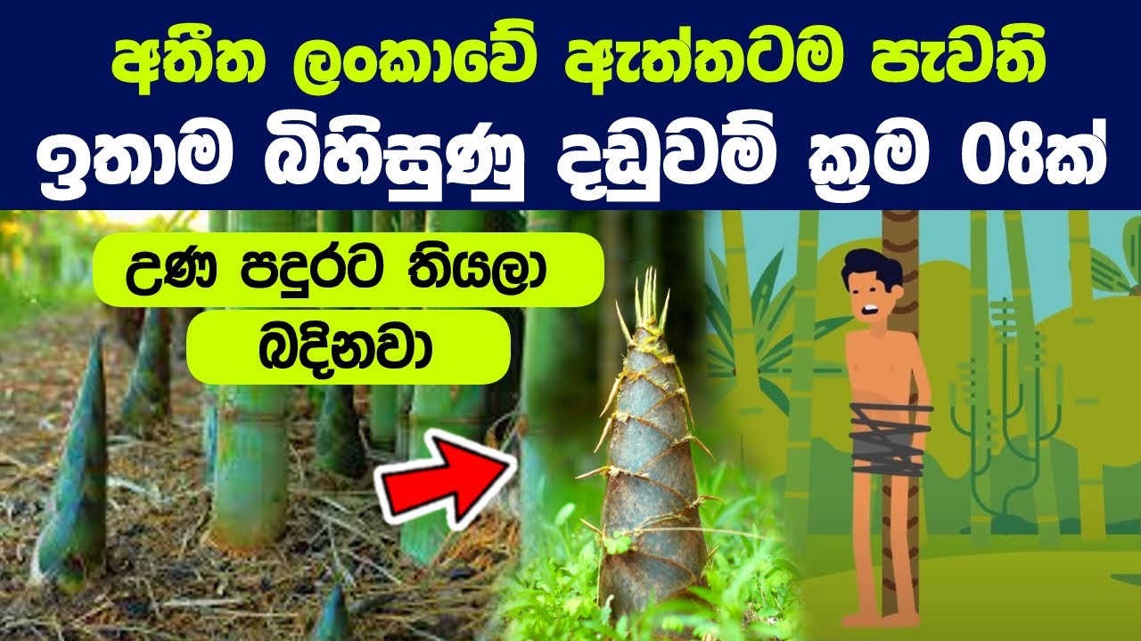 අතීත ලංකාවේ ඇත්තටම පැවති ඉතාම බිහිසුණු දඩුවම් ක්‍රම 08ක් | Worst Laws In Ancient Sri Lanka