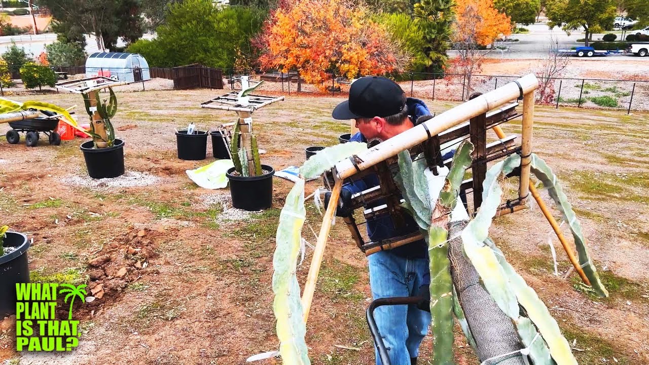 WATCH ME MOVE a LARGE DRAGON FRUIT to a NEW TRELLIS / UPGRADE / NEW and IMPROVED SOIL