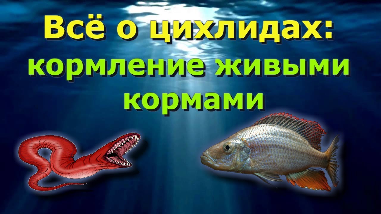 Советы начинающим заводчикам цихлид (часть 8). Кормление живыми кормами