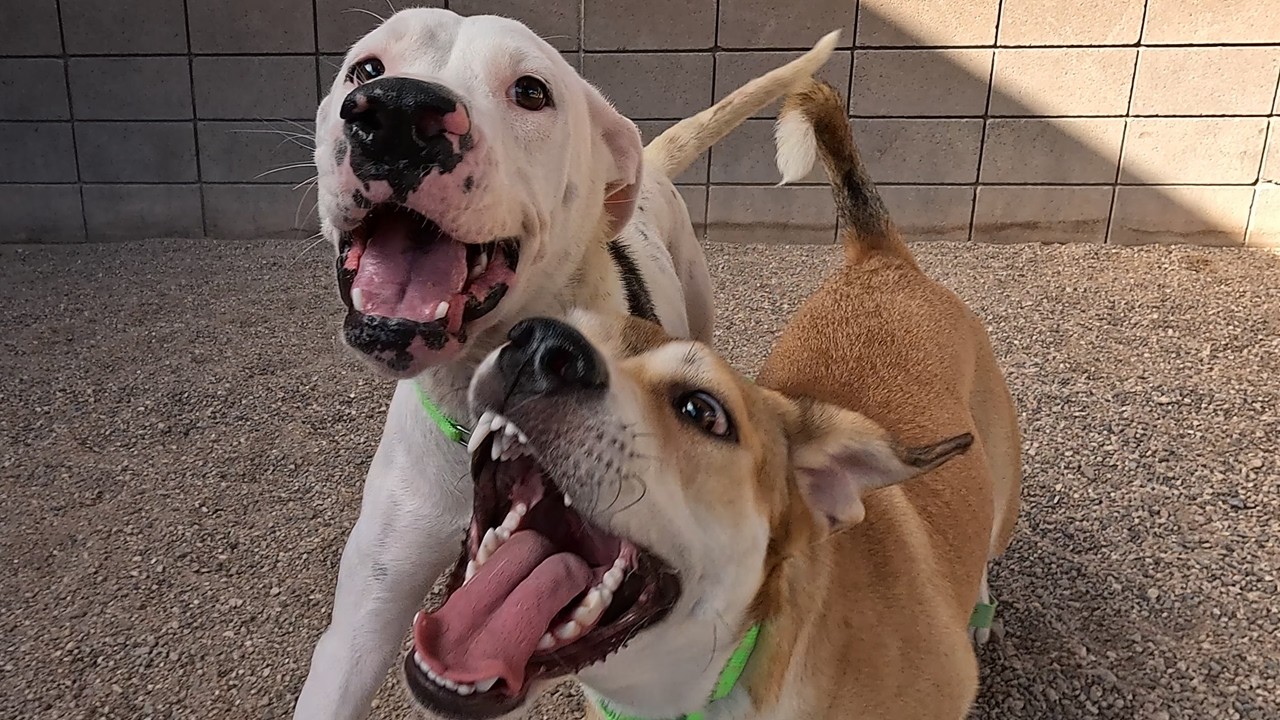 Dog TV Daycare for Saturdays