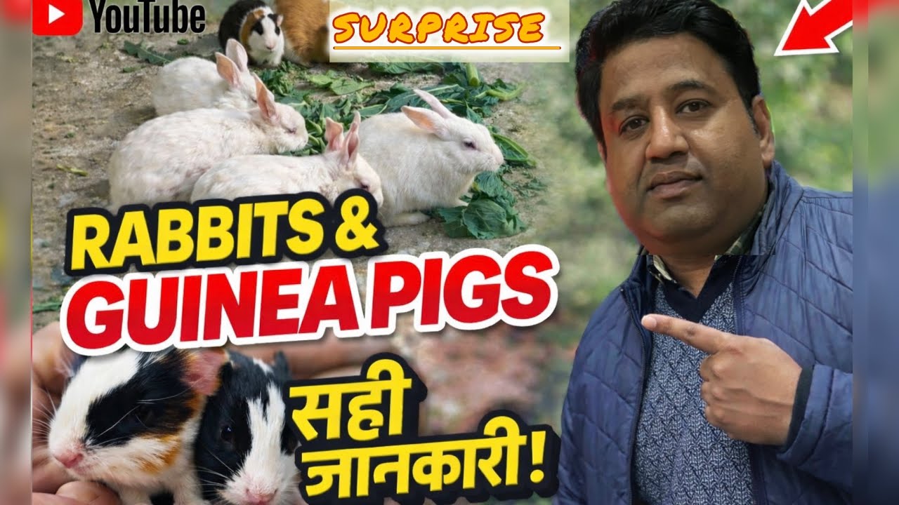इतने Cute Guinea Pig Babies पहली बार देखे 😍 | Master Cage Surprise