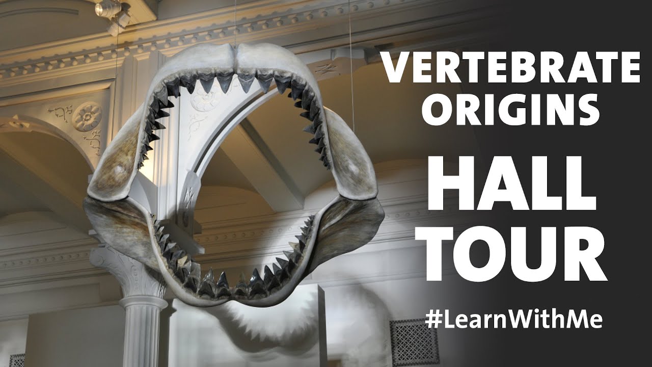 Tour the Hall of Vertebrate Origins at AMNH #LearnWithMe