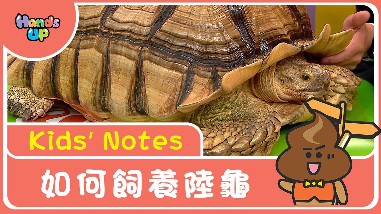 如何飼養陸龜｜Kids’ Notes｜Hands Up