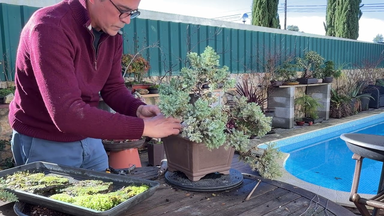 Repotting a Cascade Himalayan Juniper (Juniperus squamata Prostrata)