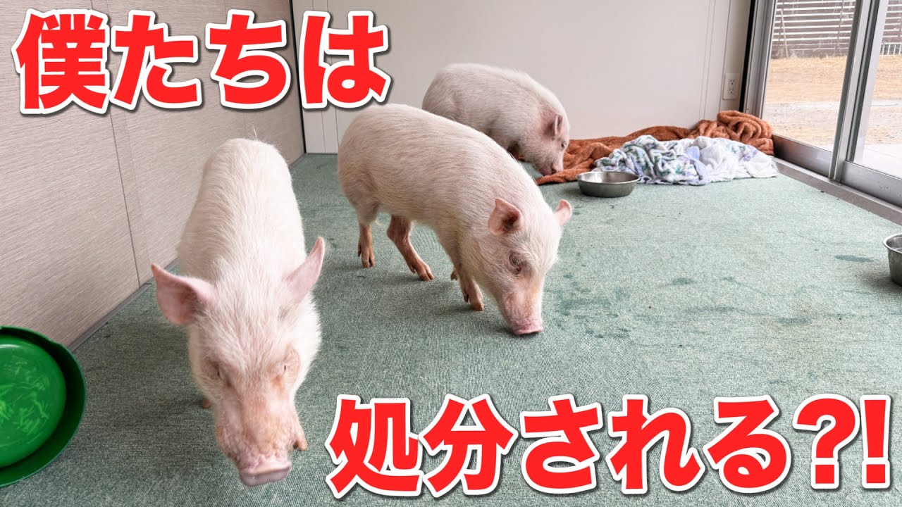 行き場の失ったマイクロブタたちを救え！！