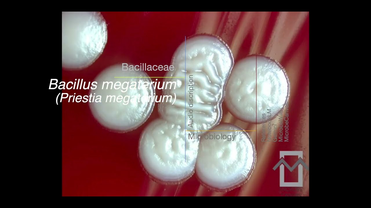 Bacillus megaterium (Priestia megaterium): The Giant of the Bacterial World!