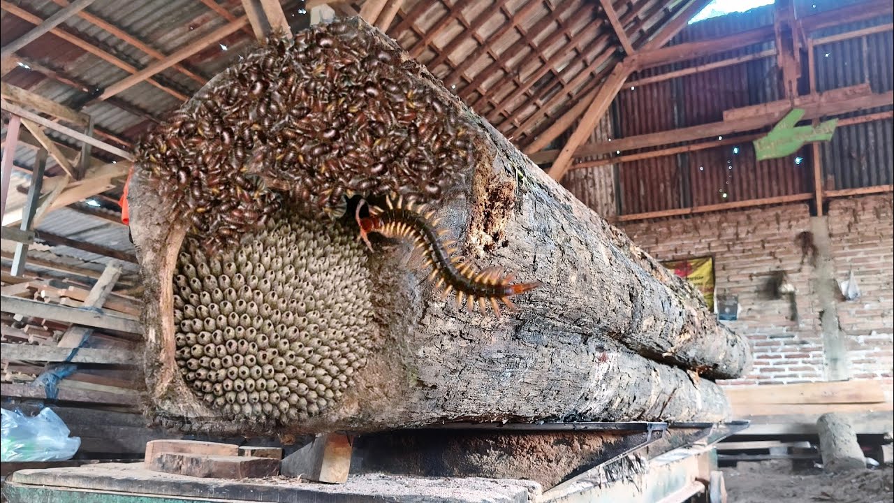 Tiga karakter kayu jati aneh saat di gergaji di tempat penggergajian kayu