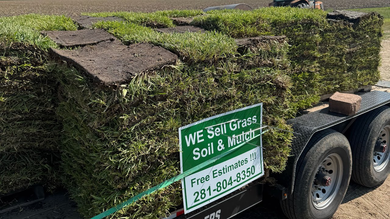 New Grass Installation | St Augustine Grass 