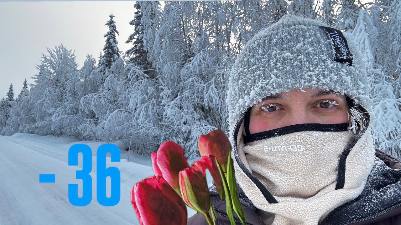 Мінус 36, але життя триває 💐| Північ Швеції