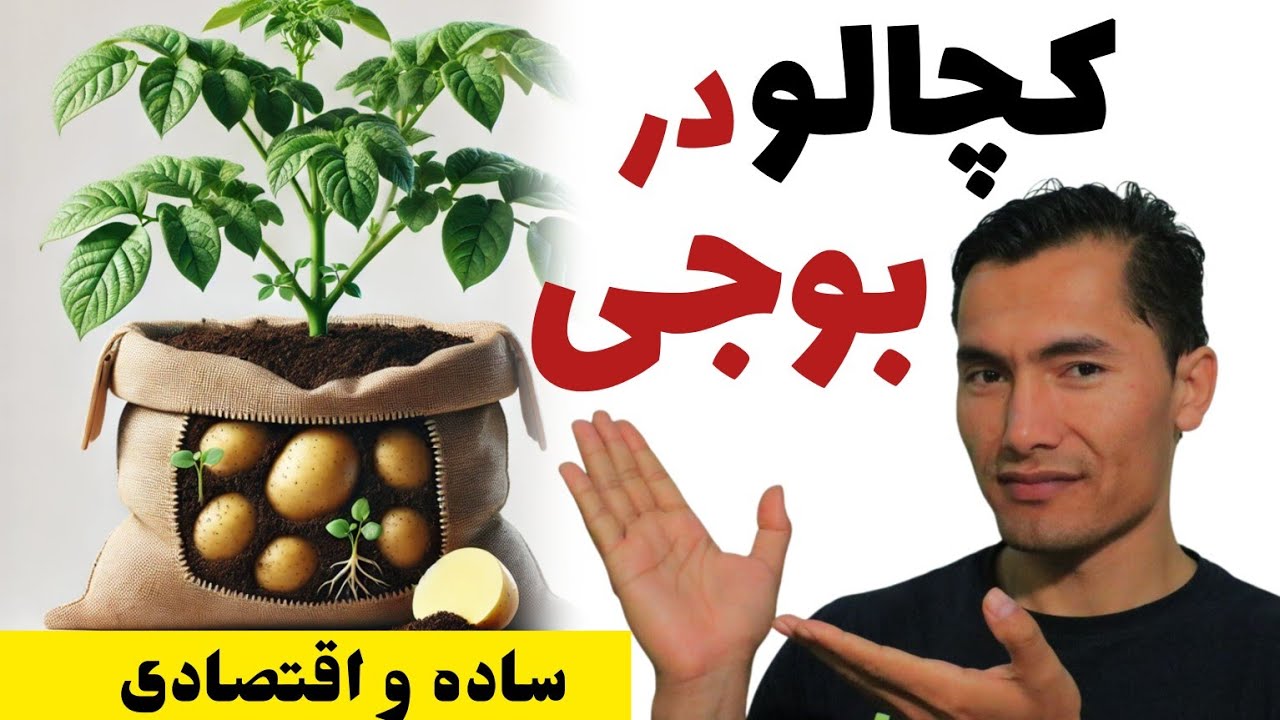 کاشت کچالو در بوجی | حاصل زیاد و باکیفیت💥آنقدر ساده که فکر نمی کنید