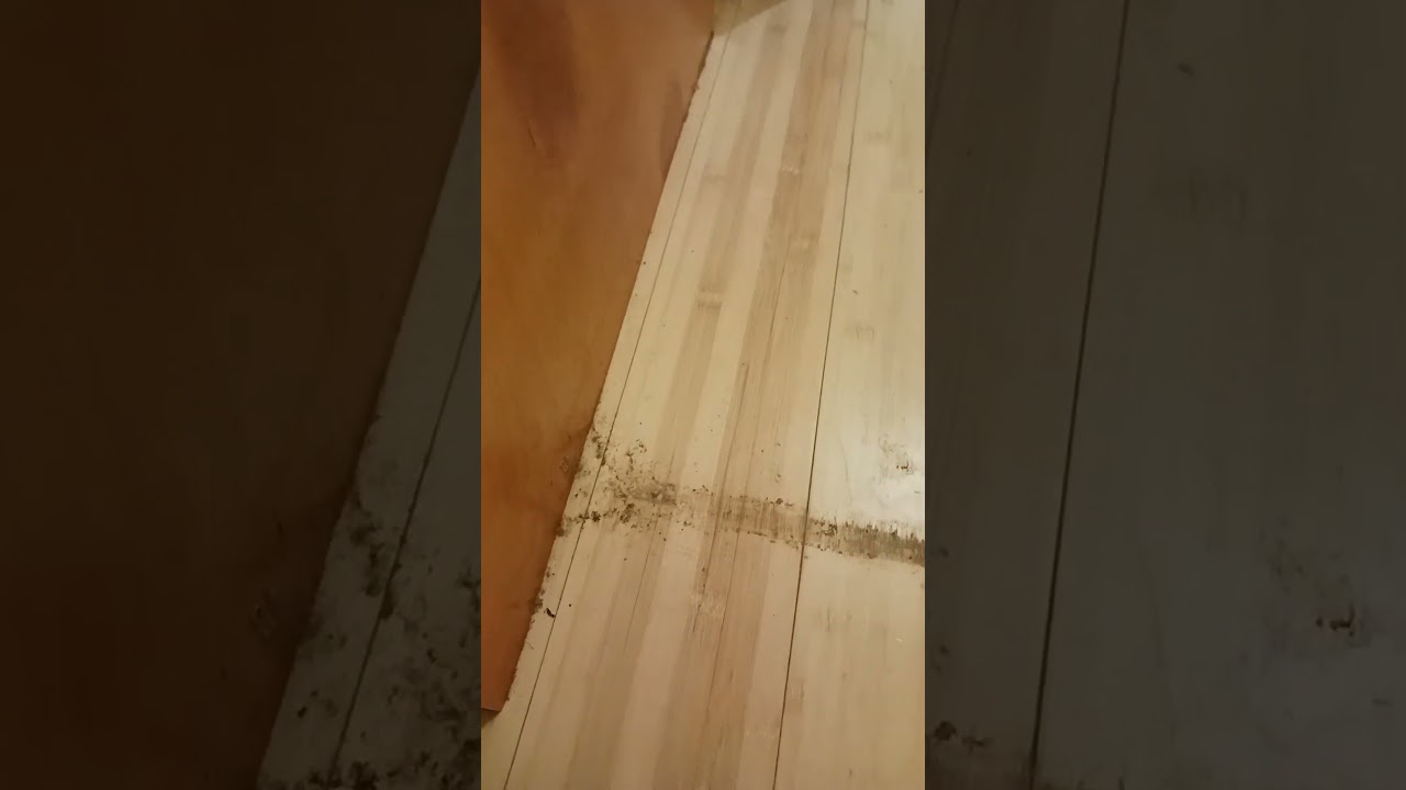 Using a Shark Steam and Scrub! Life Changing! #shorts #floors