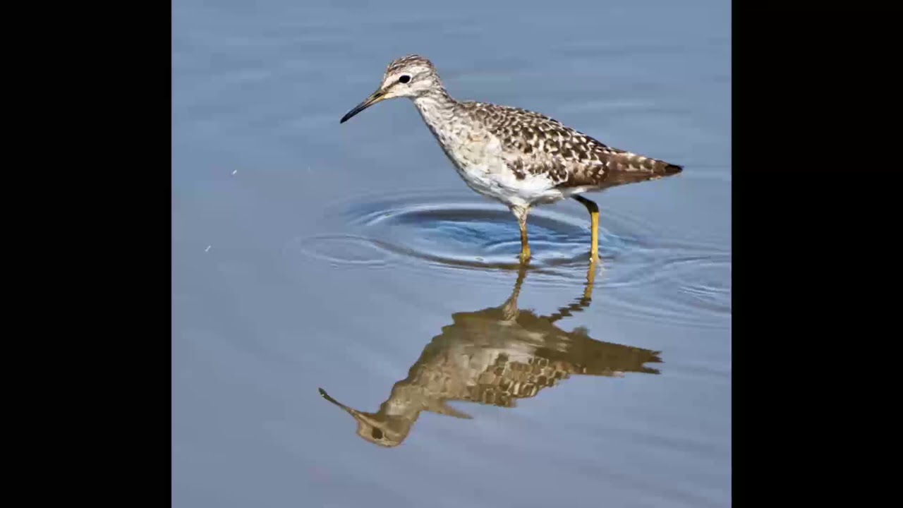 South African Bird Photos No. 4
