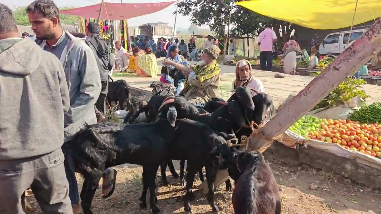 Sannur Bazar / gulbarga/ karnataka #kalaburagi #bazar #jawarimandi 