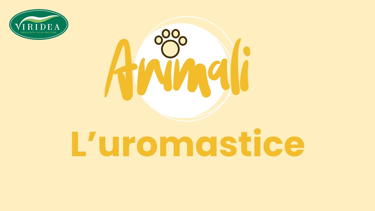 L'UROMASTICE RACCONTATO DAL VETERINARIO