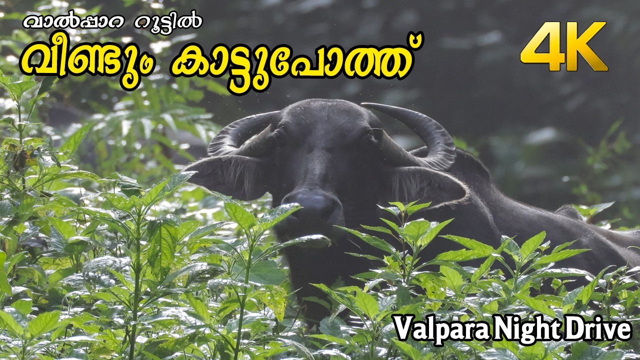 വാൽപ്പാറ റൂട്ടിൽ വീണ്ടും കാട്ടുപോത്ത് !!! 4K