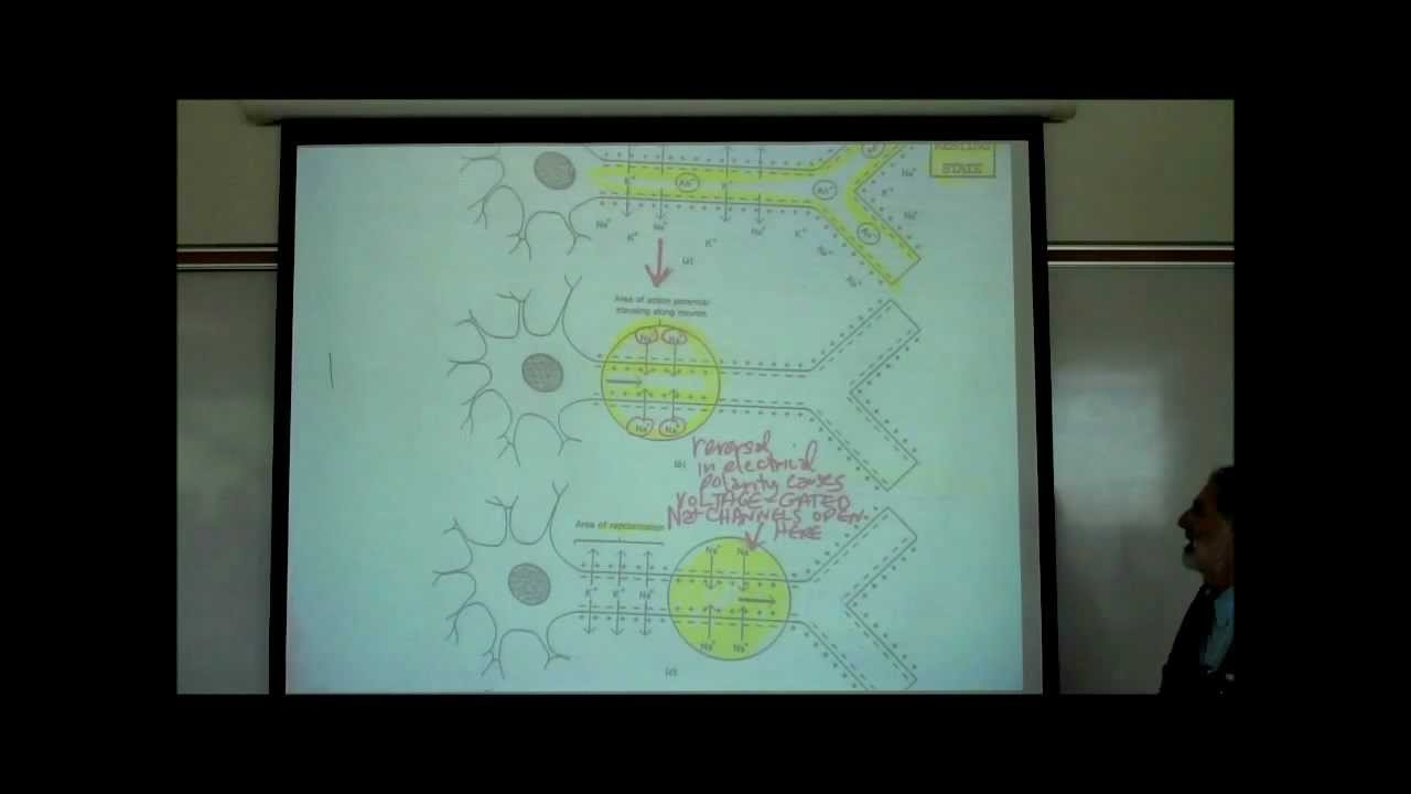 ACTION POTENTIALS IN NEUROPHYSIOLOGY by Professor Fink