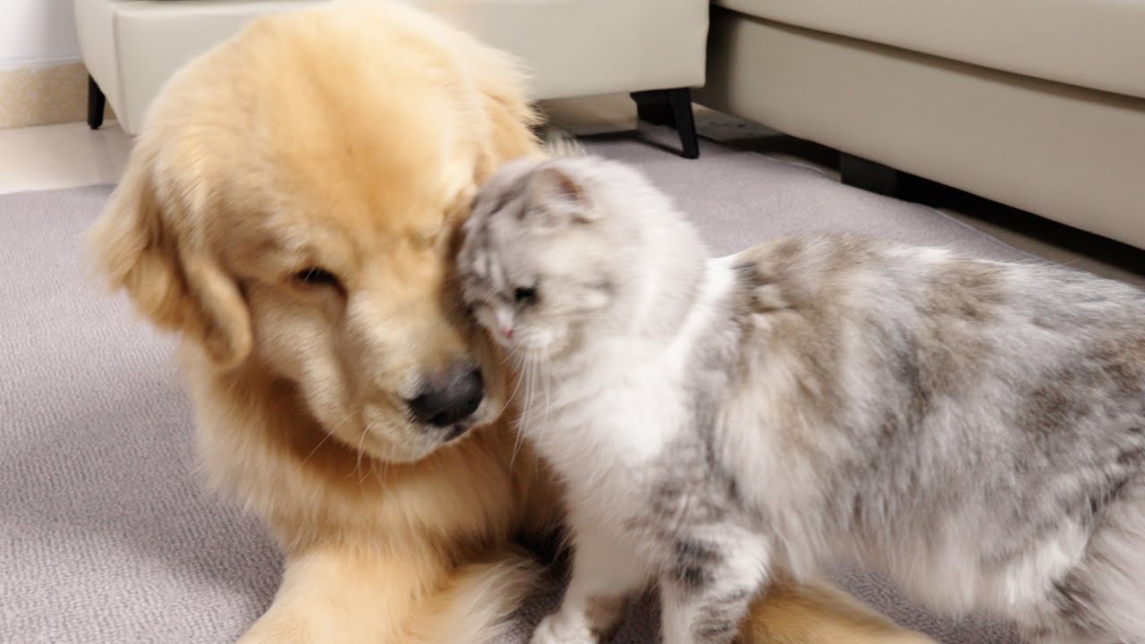 Котенок выражает любовь к золотистому ретриверу как сумасшедший