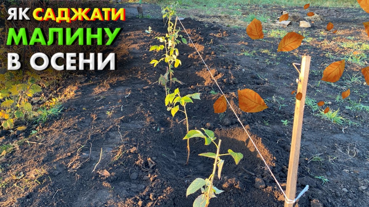 🔴 Як висаджувати малину восени? Правильна посадка малини та підготовка ґрунту до висадки! 🌱