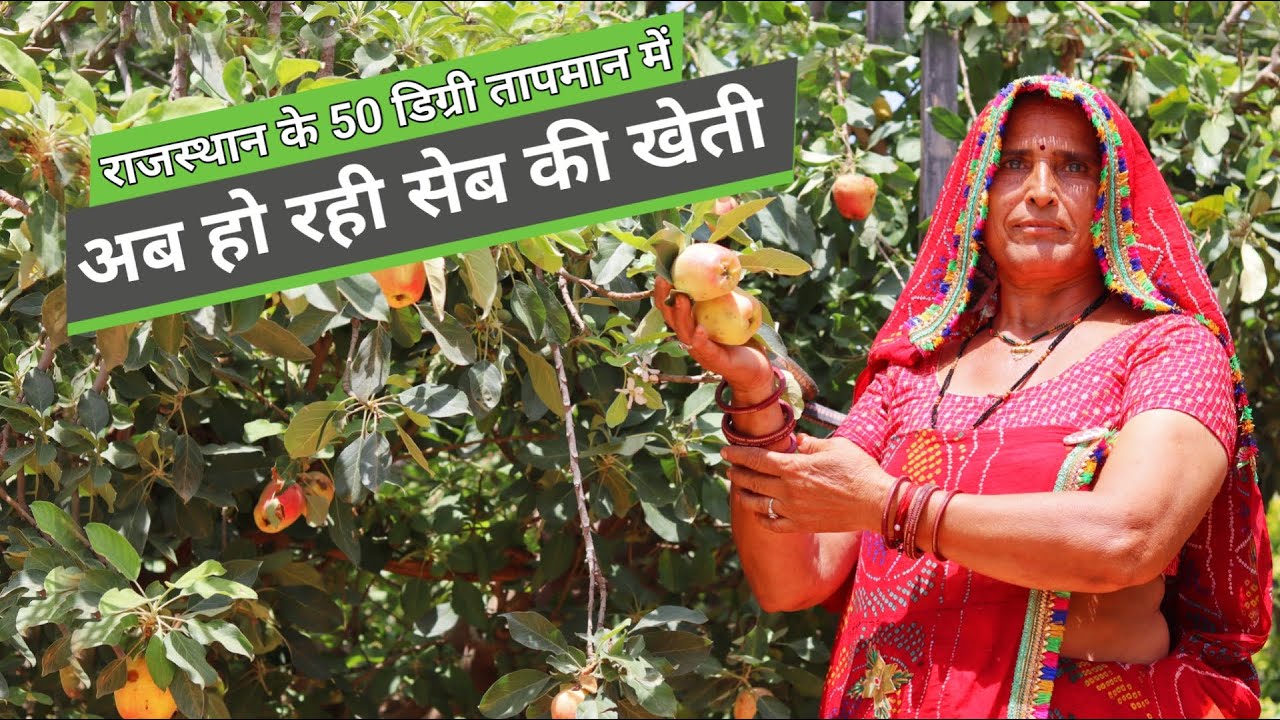 सेब की खेती राजस्थान के 50 डिग्री तापमान में / Rajasthan me Apple ki kheti / apple farming in india