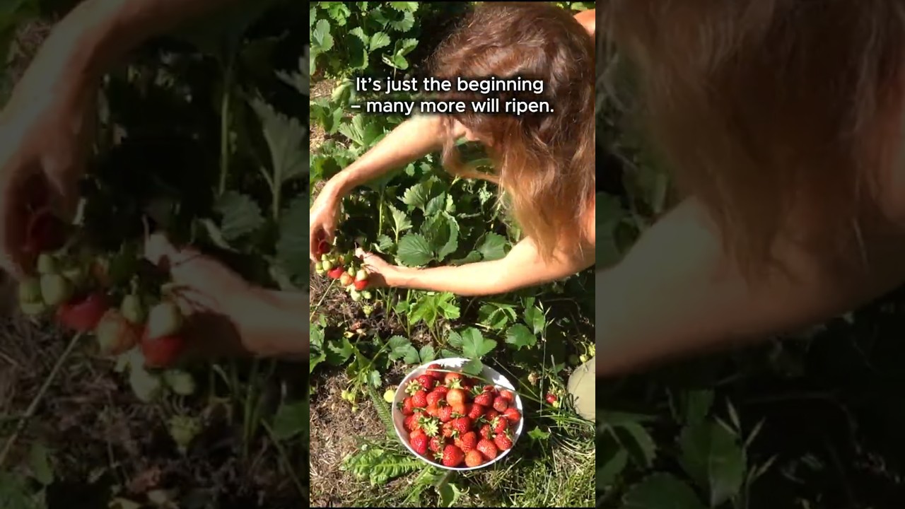 How I Grow Lots of Strawberries Every Year #Strawberries #Gardening #Harvest