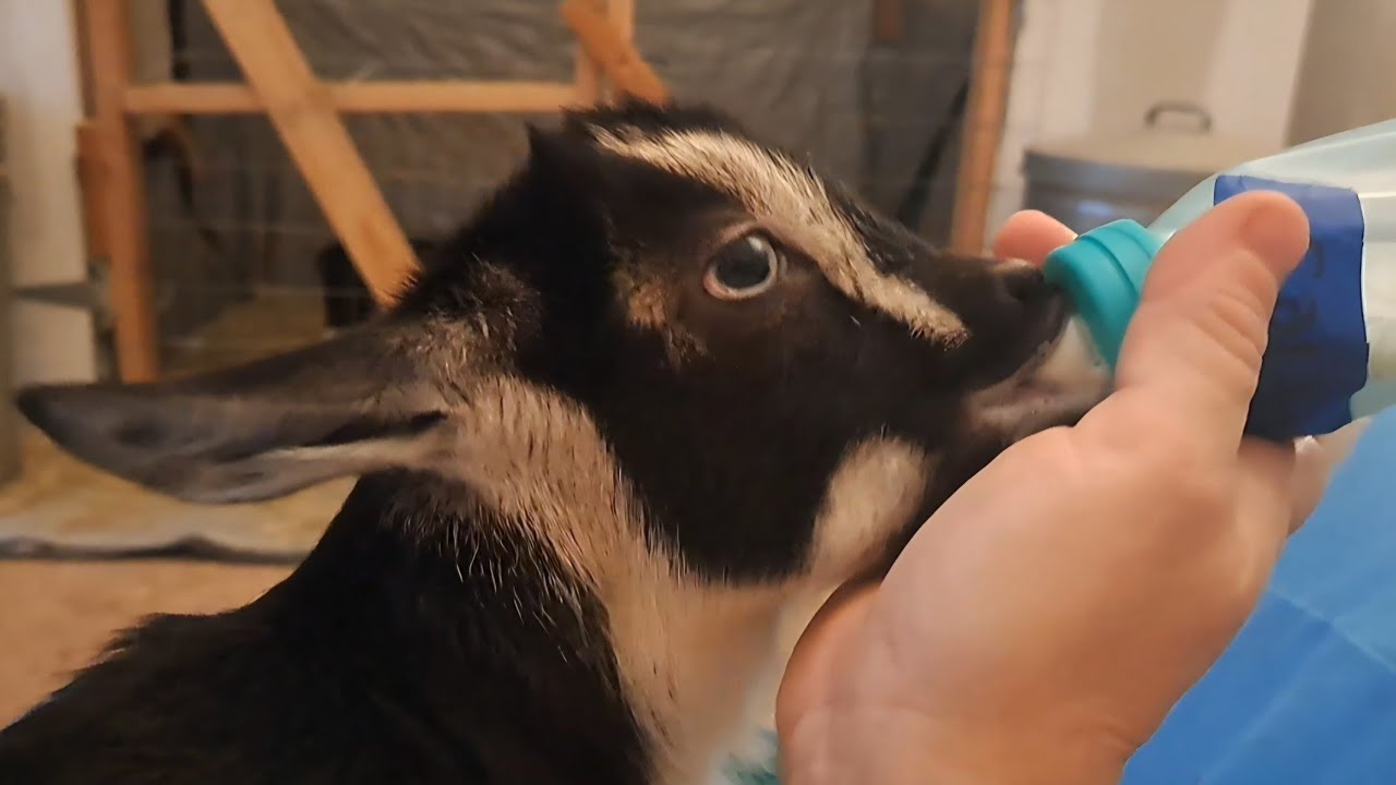 The bottle baby goats are doing so well! 
