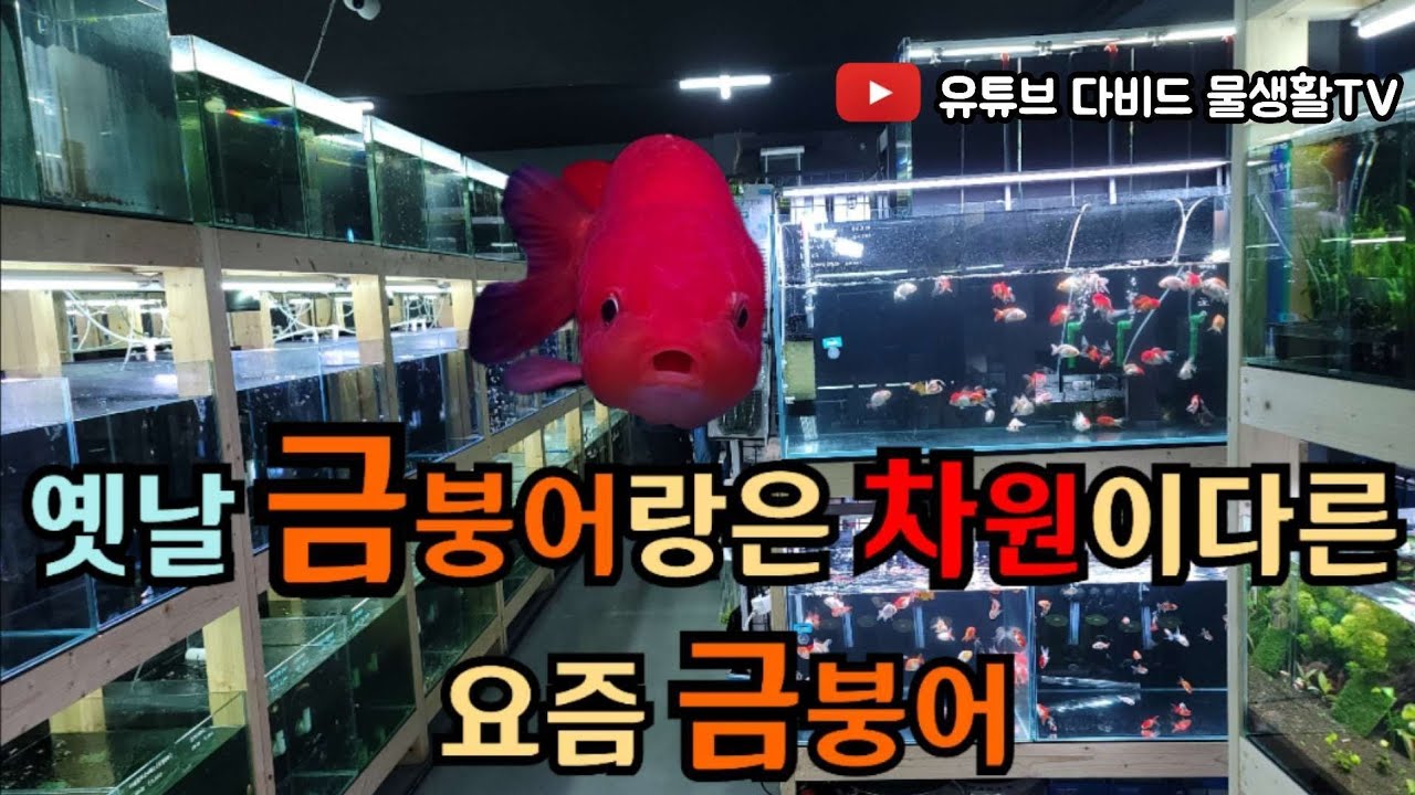 요즘 그렇게 핫하다는 금붕어(금어) 저도 데려왔습니다. 갑자기 왜 이렇게 다들 열광하지?