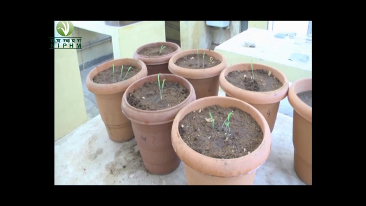 PREPARATION OF MYCORRHIZA (English)