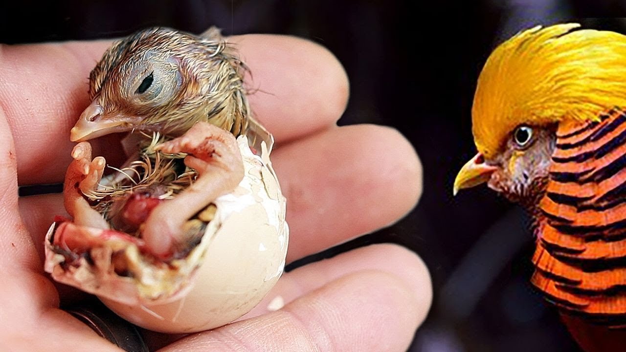 La EXOTICA belleza de los faisanes al incubar sus propios huevos