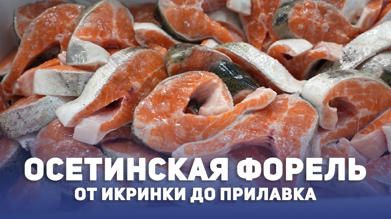 «Остров Аквакультура». Экологически чистая форель из Осетии