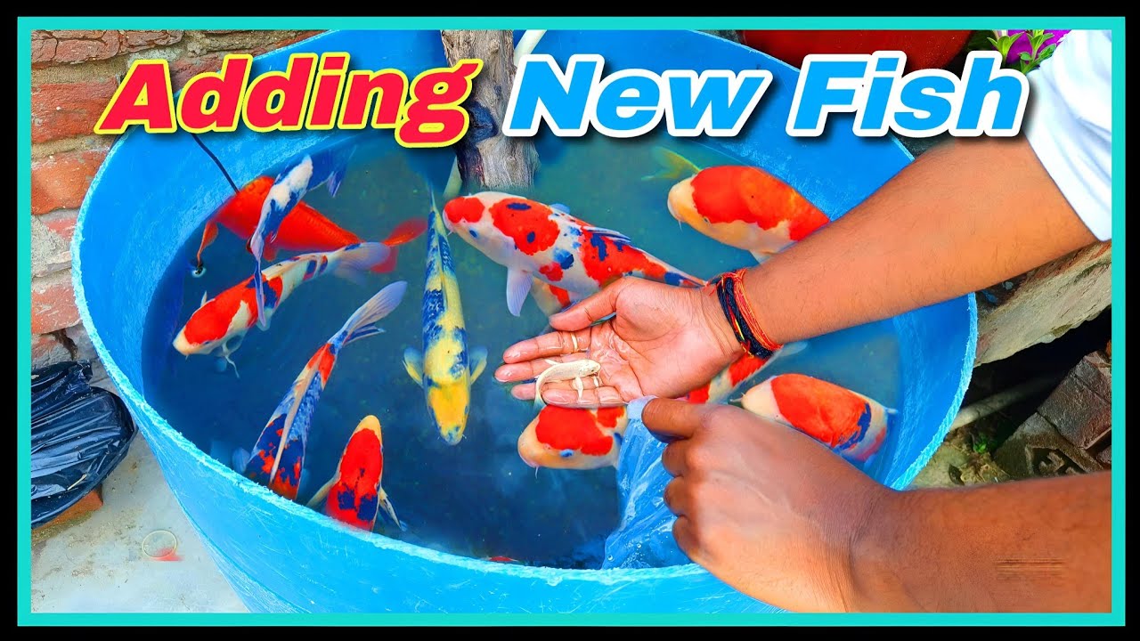 Adding New Fish in Desi DIY Koi Fish Pond 🥰 | Goldfish Tank | Monster Fish Tank