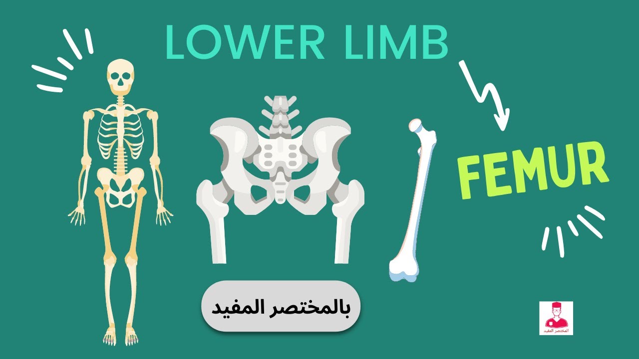 عضم الفخذ (كورس الطرف السفلي) ||  FEMUR