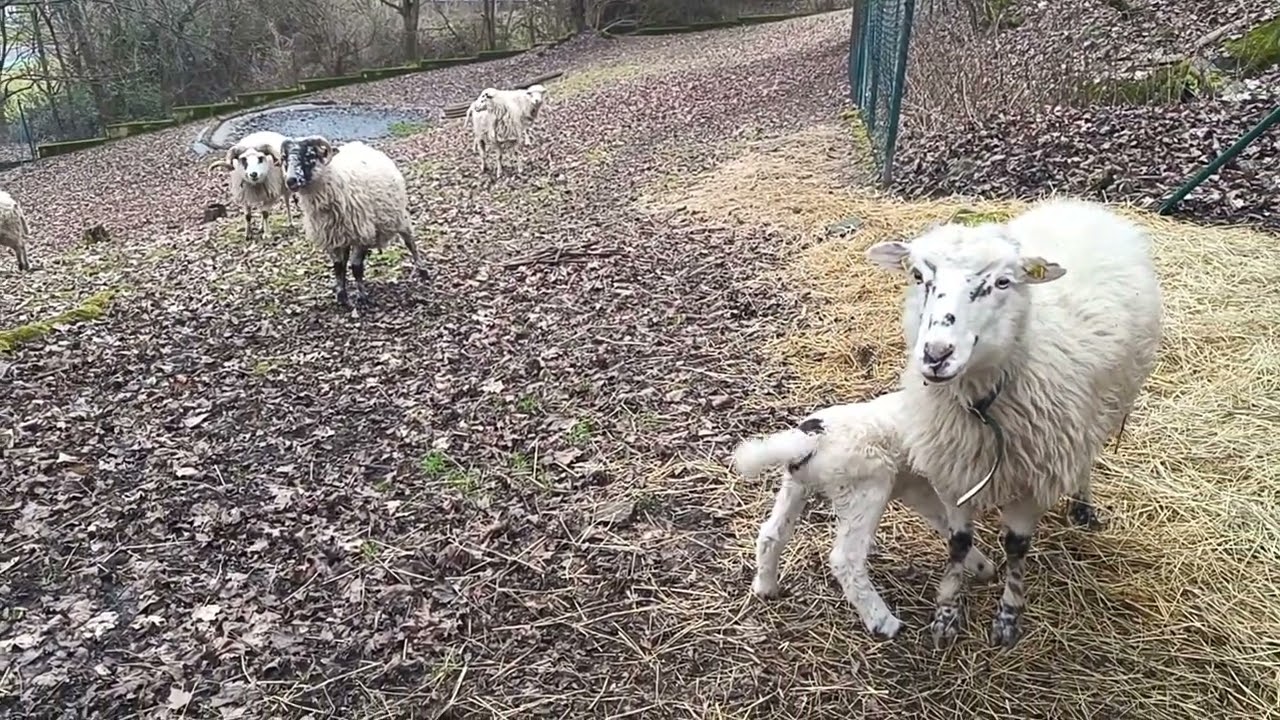 Sheep