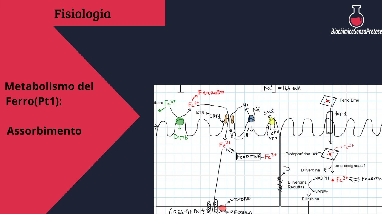 Metabolismo del Ferro (Pt.1): meccanismi di assorbimento intestinale