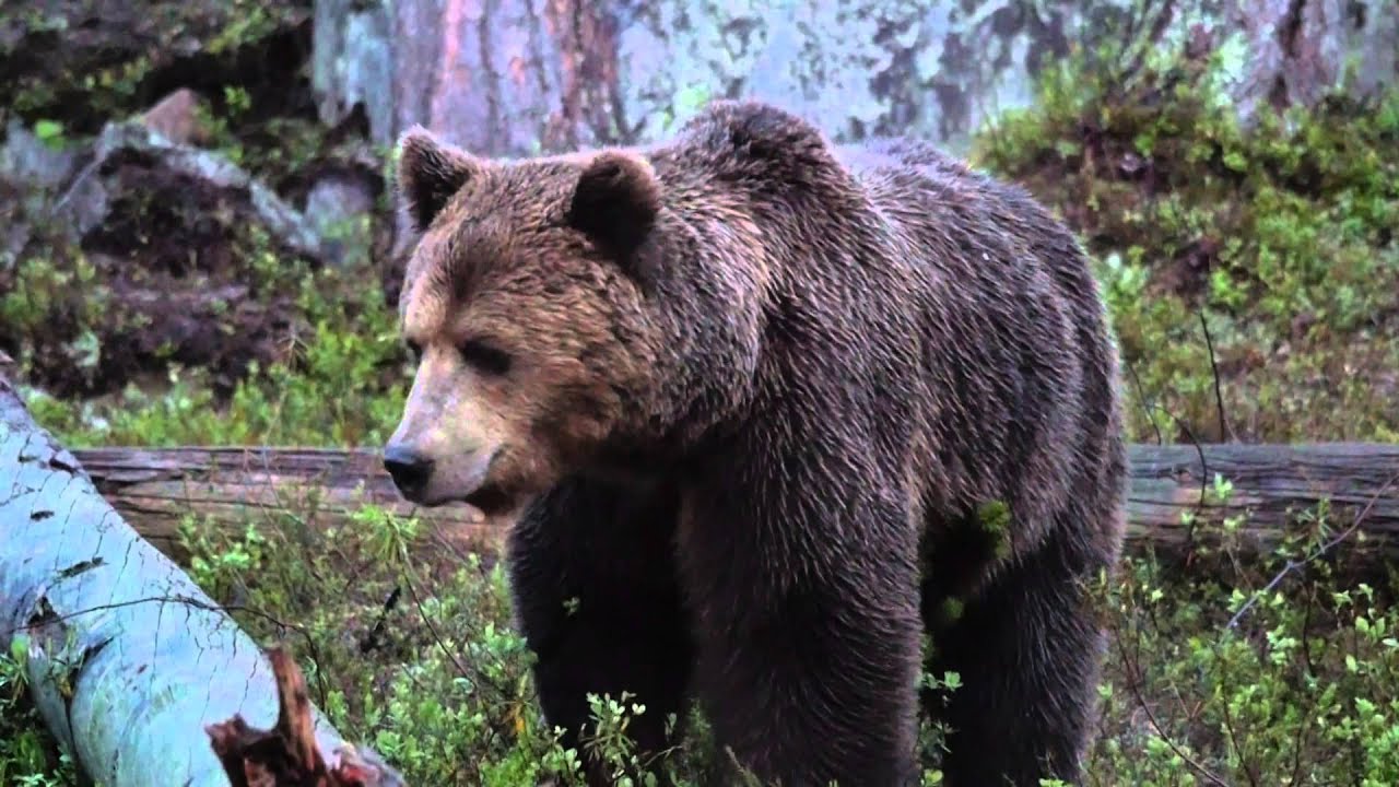 Det vilda Norden - Björn, varg, järv och havsörn