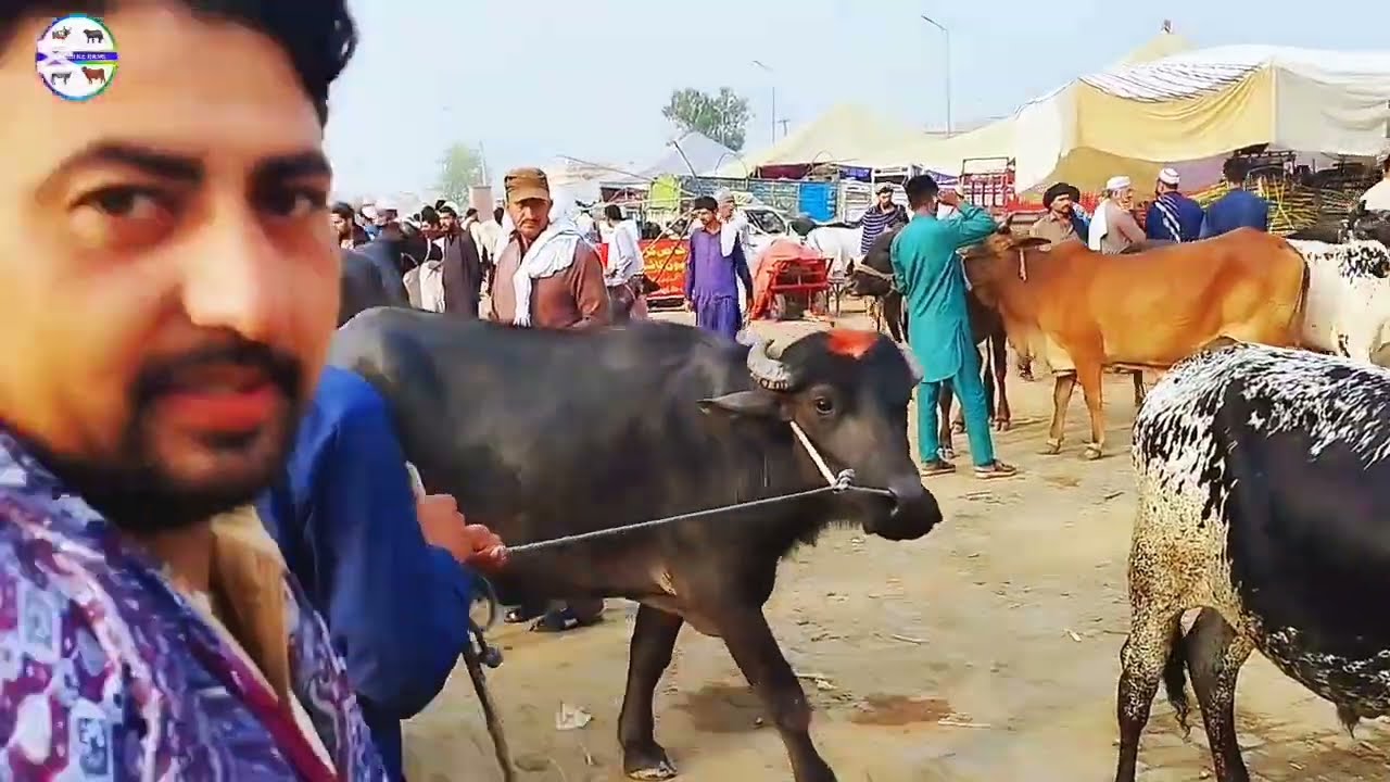 Qurbani wala sasta Maal Aa gya!Gondal Mandi latest update!Bakra Eid Collection 2025!#cow#bull