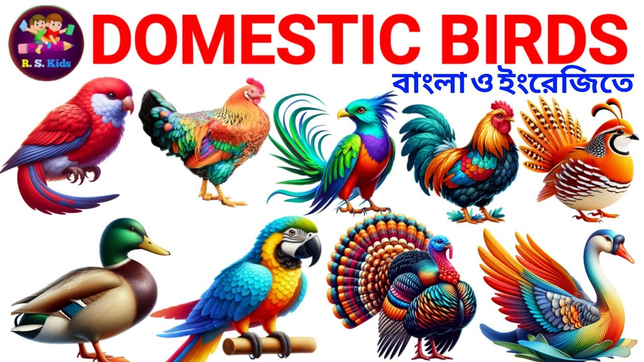 গৃহপালিত পাখির নাম | পাঠ–২ | Birds Name Bengali & English | Kids Learning Video