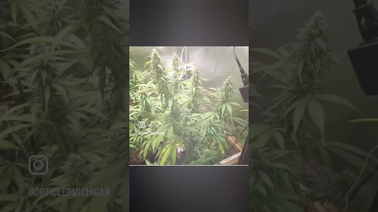 Only a Few Weeks Left for these ladies Under the Optic 6 Gen-3.  #4x4growtent