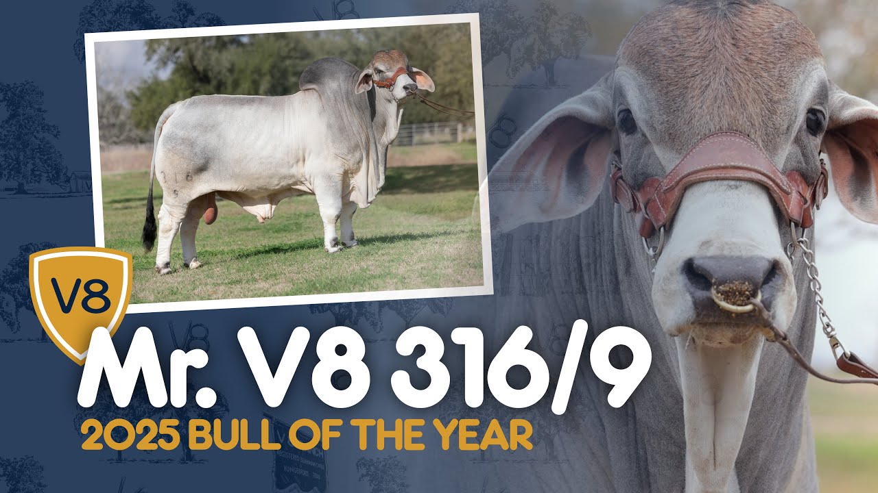 2025 V8 Ranch Bull of the Year: Mr. V8 316/9 Brahman Herd Sire
