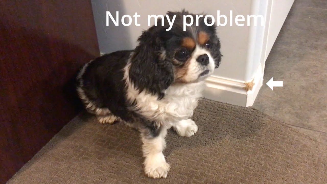 Dog argues after getting in trouble 😂