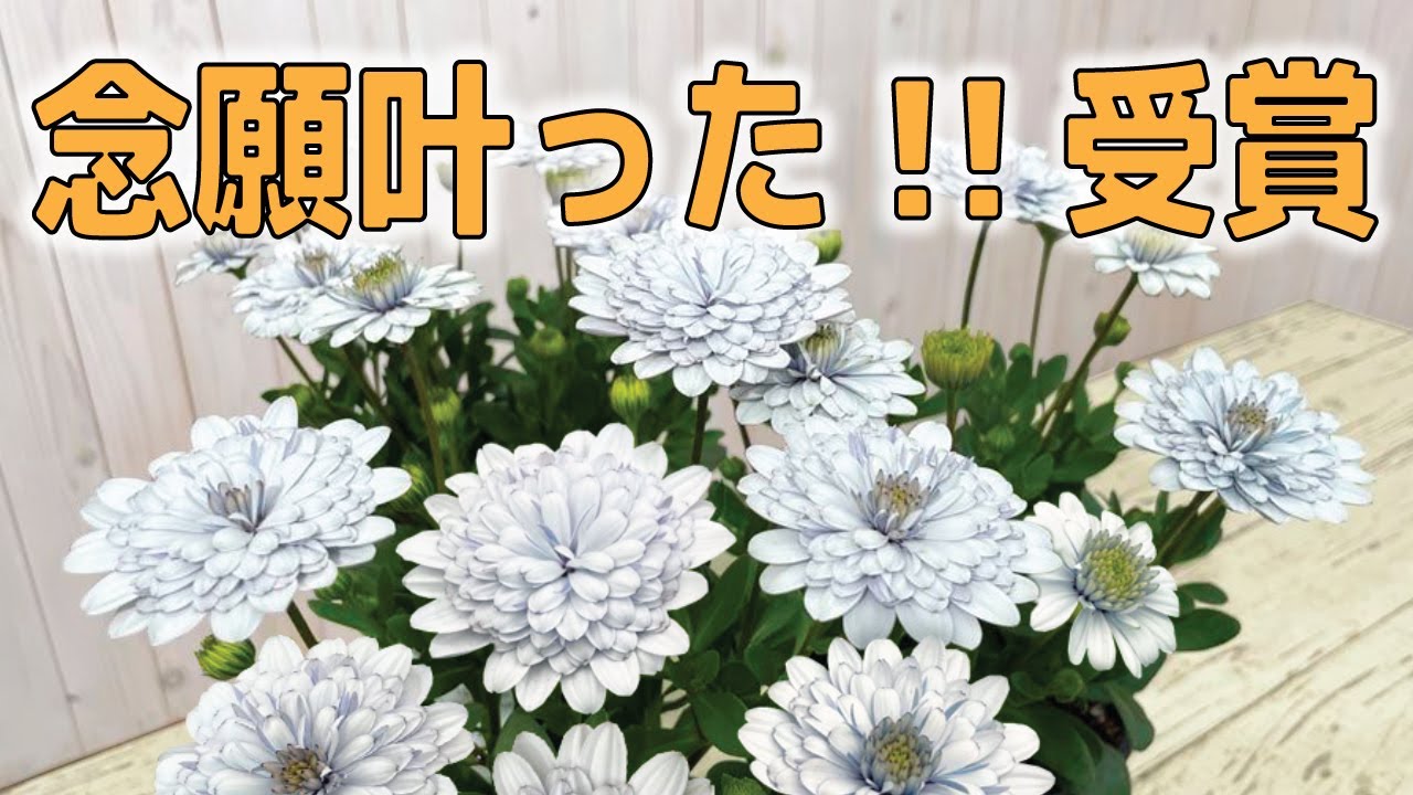 世界のトップ種苗メーカーと同じ土俵で競うコンテストで、GEBRが受賞。